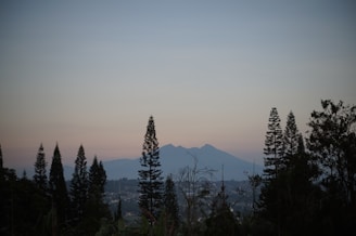 A peaceful Idaho mountain landscape at sunset with pine trees and a clear sky.