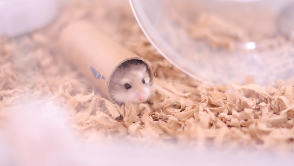 a small white mouse in a nest