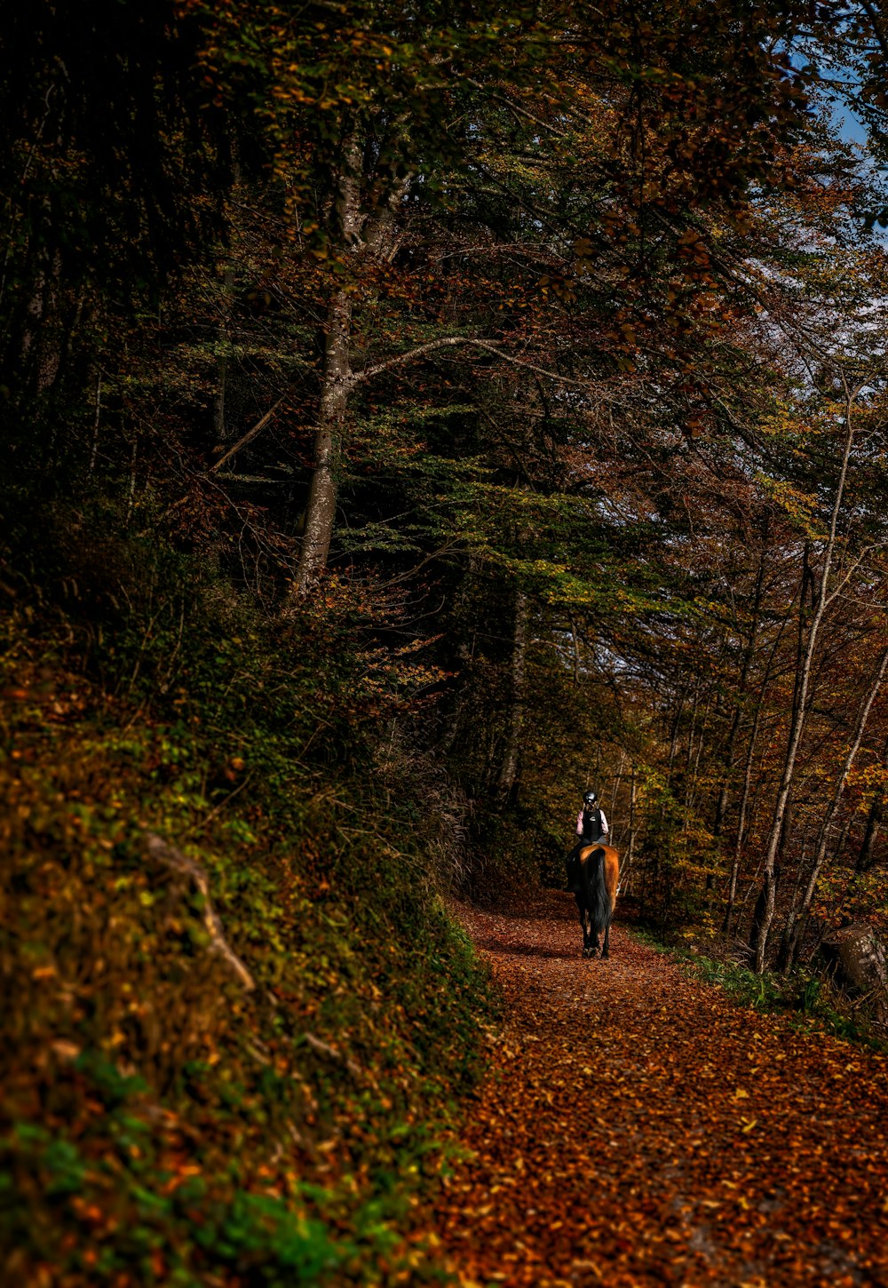 a person riding a horse on a trail in the woods