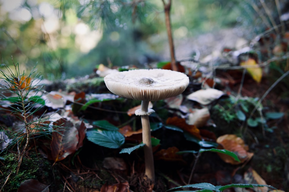 a mushroom growing in the woods