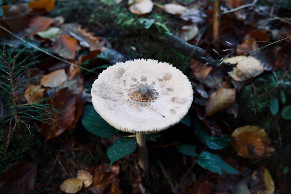 a mushroom growing in the ground