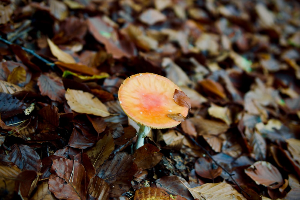 a mushroom growing in a pile of leaves