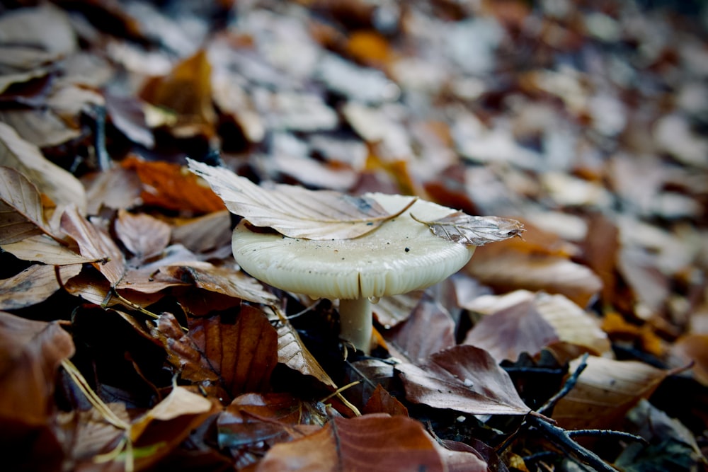 a mushroom growing in leaves