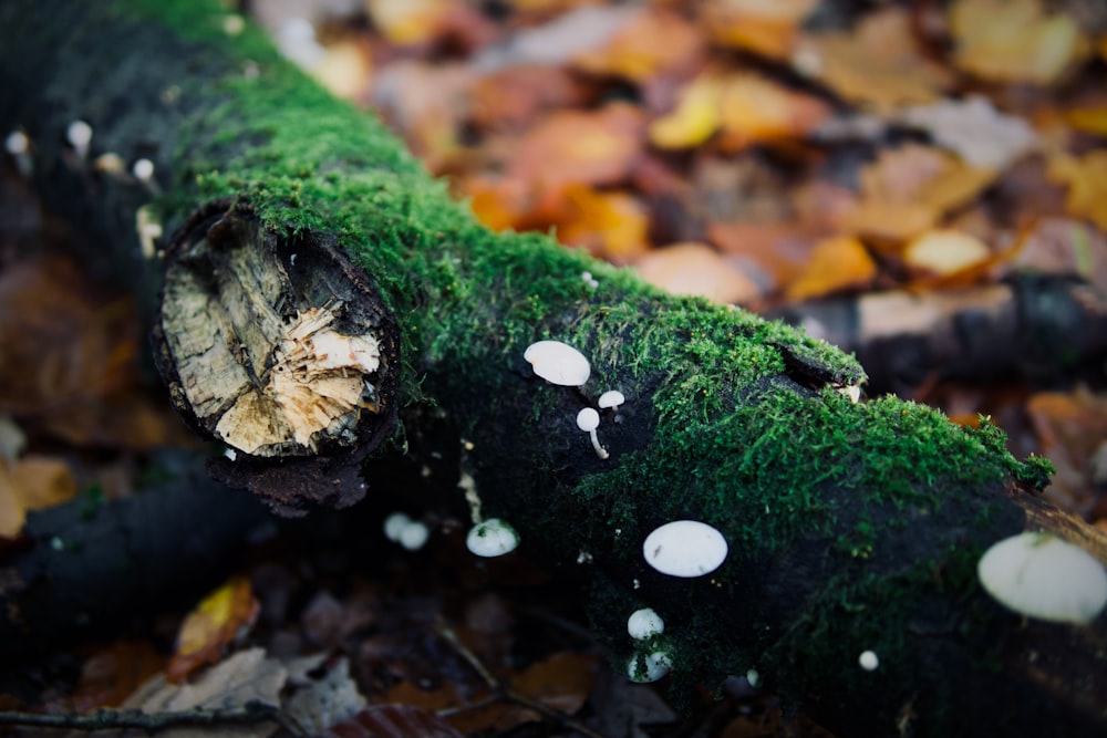 a mossy rock with a small white specks on it