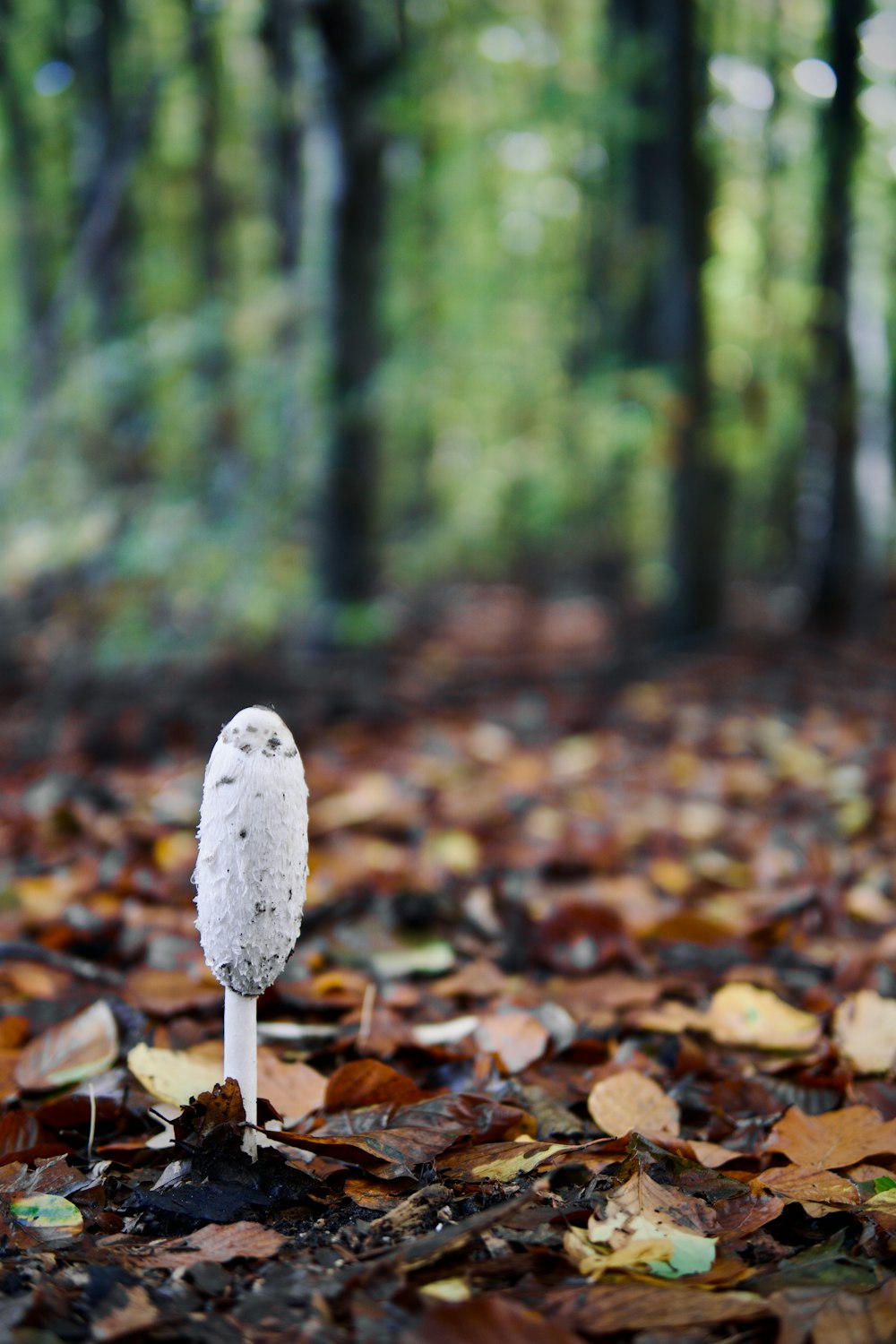 a mushroom growing in the woods