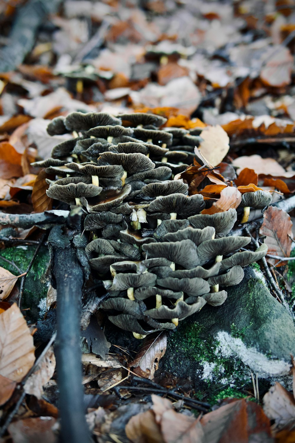 a pile of leaves