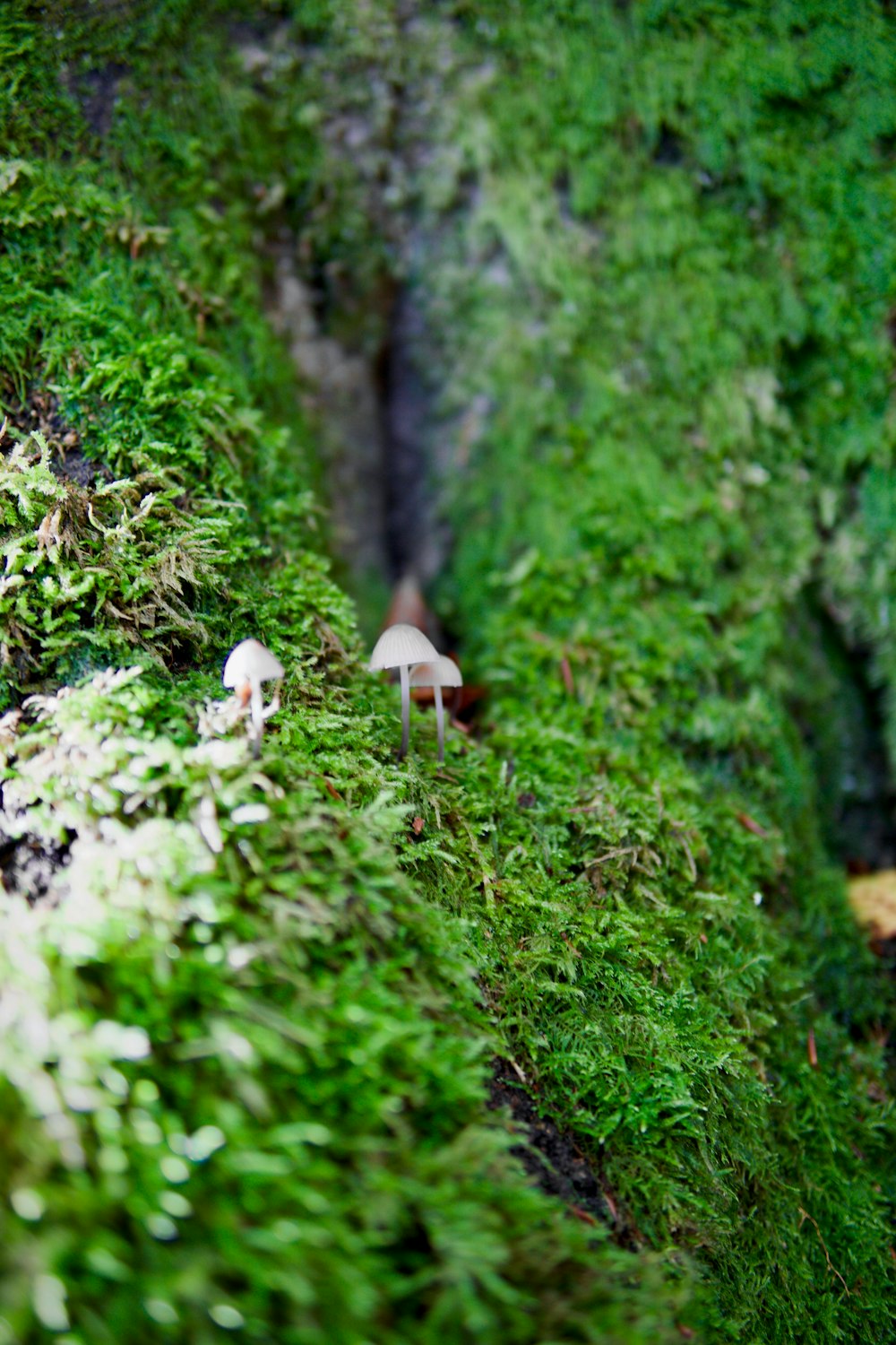 un hongo que crece en un bosque