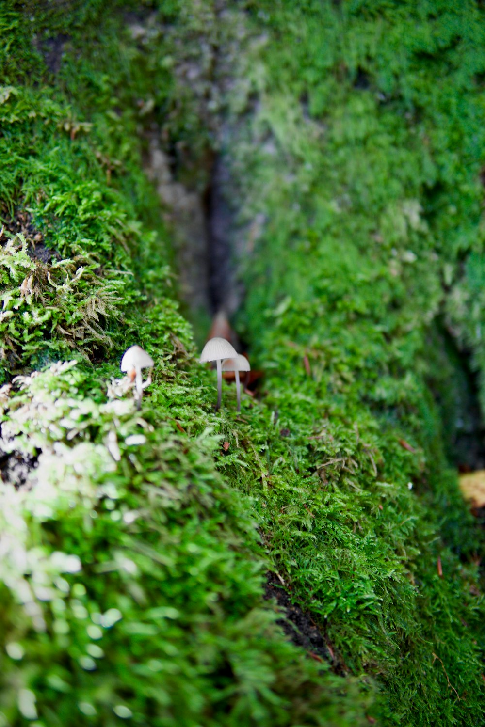 a mushroom growing in a forest