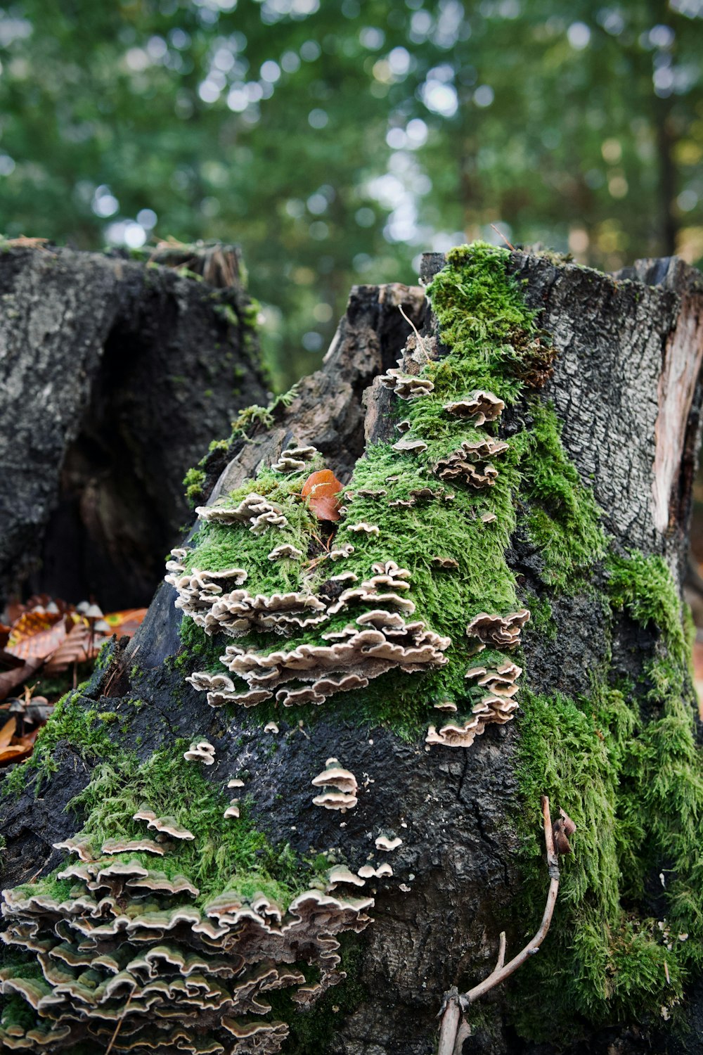 a tree stump with moss growing on it