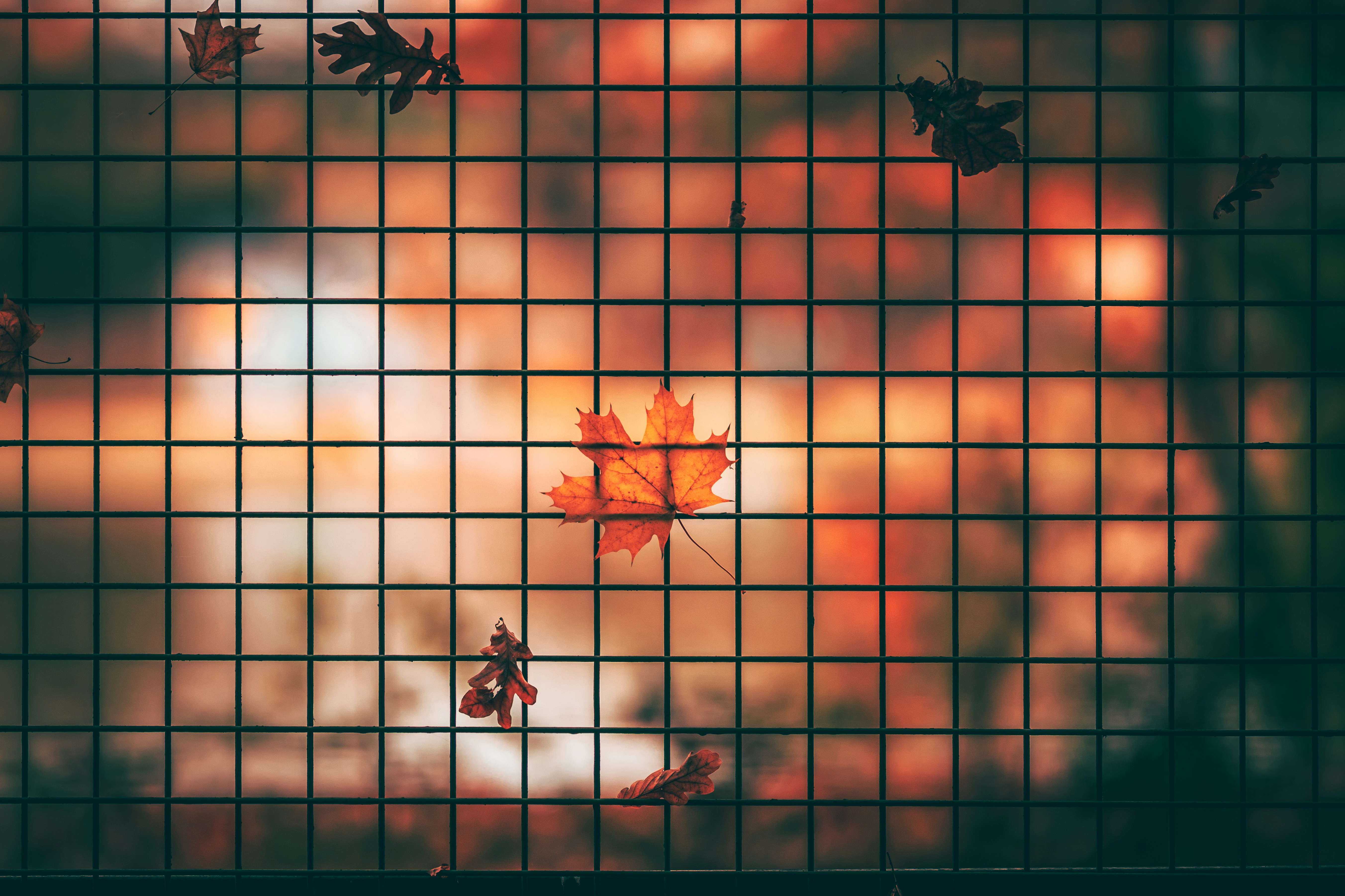 eine Gruppe Schmetterlinge auf einem Zaun