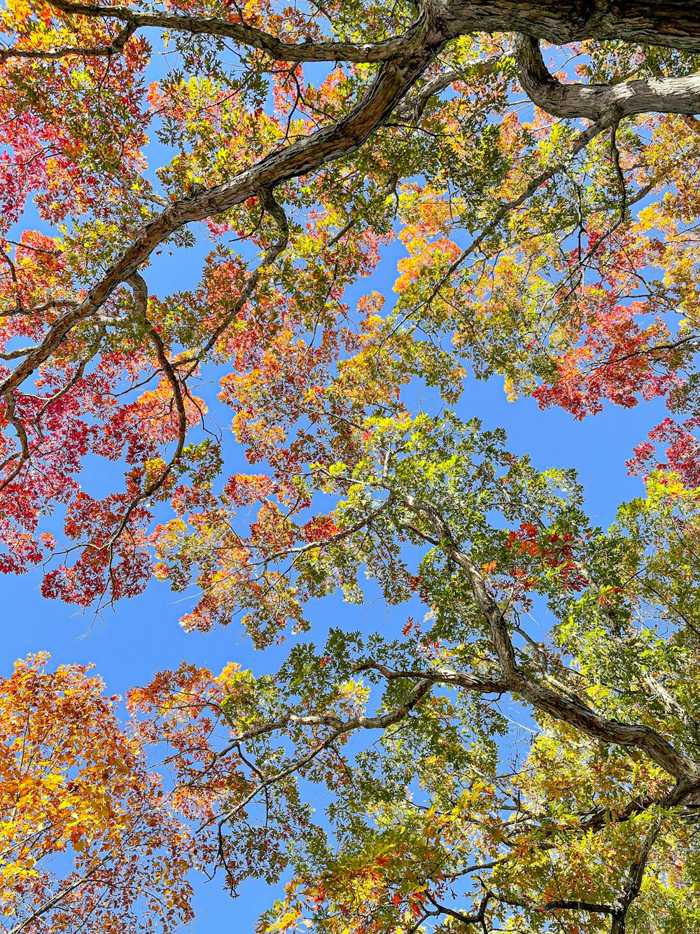 looking up at trees with colorful leaves