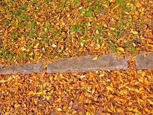 A pile of autumn leaves being cleared from a walkway beside a tidy lawn.