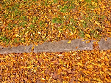 A pile of autumn leaves being cleared from a walkway beside a tidy lawn.