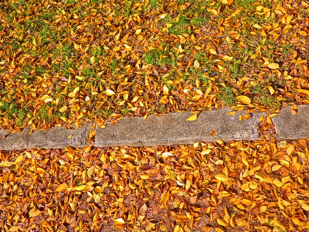 Leaf And Yard Cleanup