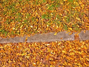 Leaf And Yard Cleanup