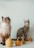 Two cats are sitting on a white surface next to a row of small decorative gourds. One cat is fluffy with white and brown fur, while the other has striped gray fur with dark markings. The cats appear curious and attentive, possibly looking at something above them.