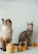 Two cats are sitting on a white surface next to a row of small decorative gourds. One cat is fluffy with white and brown fur, while the other has striped gray fur with dark markings. The cats appear curious and attentive, possibly looking at something above them.
