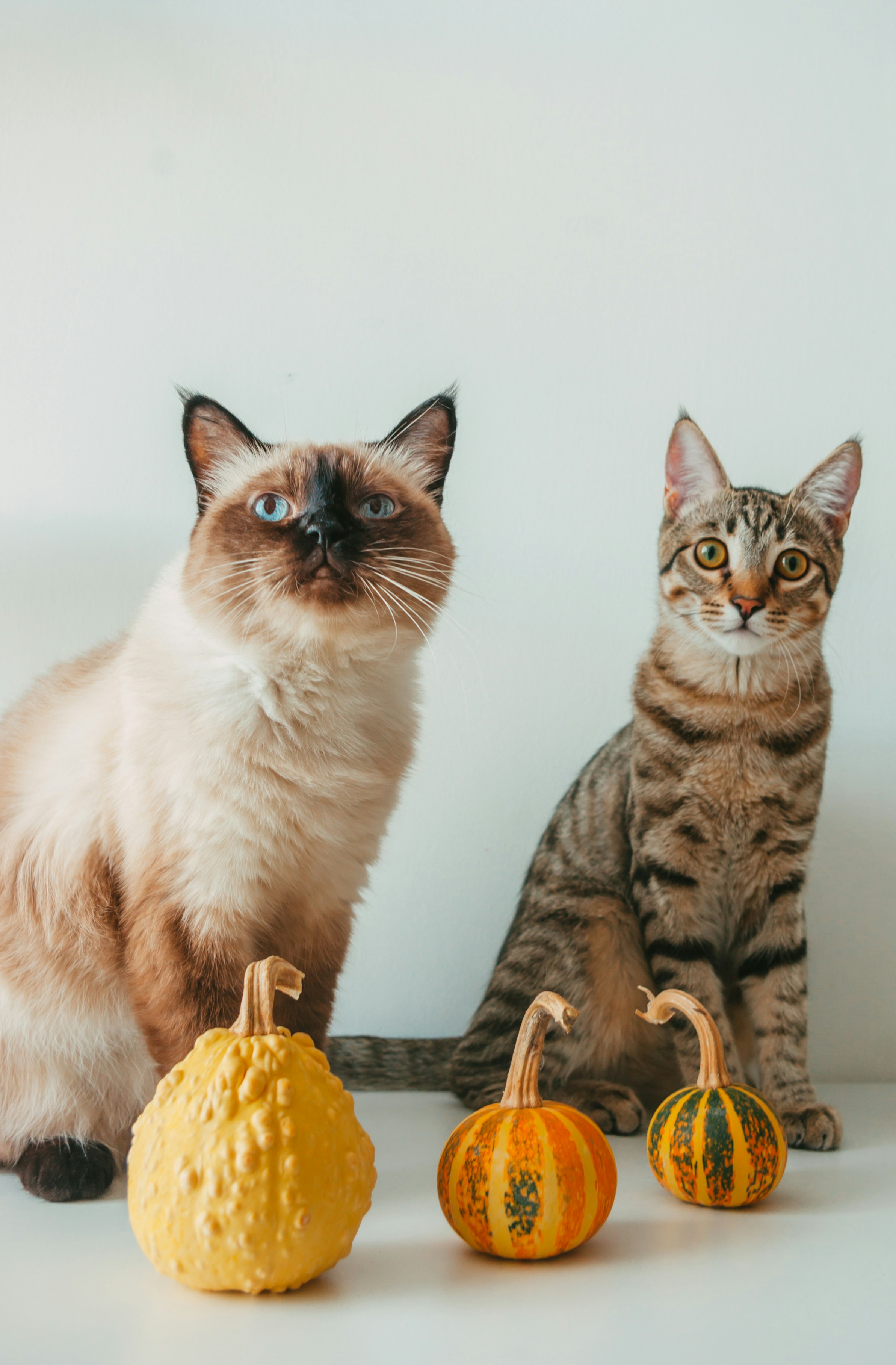 two cats sitting next to pumpkins
