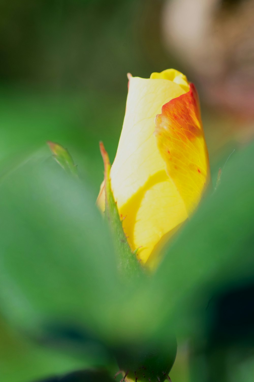 a close up of a flower