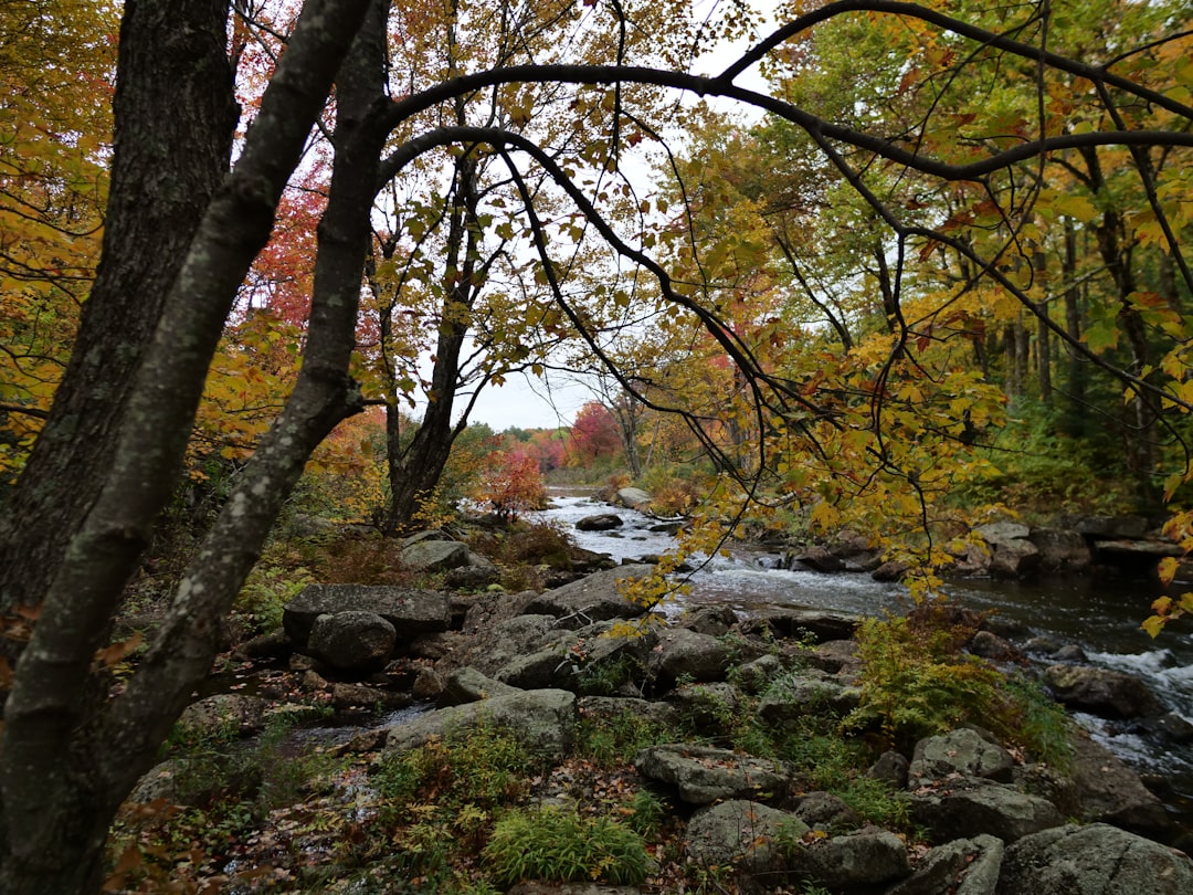 a stream in a forest