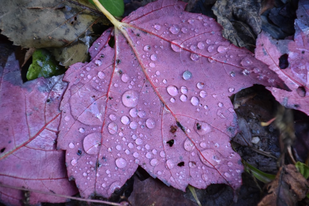 a pink flower with water droplets on it