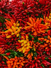 A vibrant and colorful arrangement of various peppers, predominantly in shades of red, orange, yellow, and green. The peppers are closely packed together, creating a striking visual display full of texture and color.