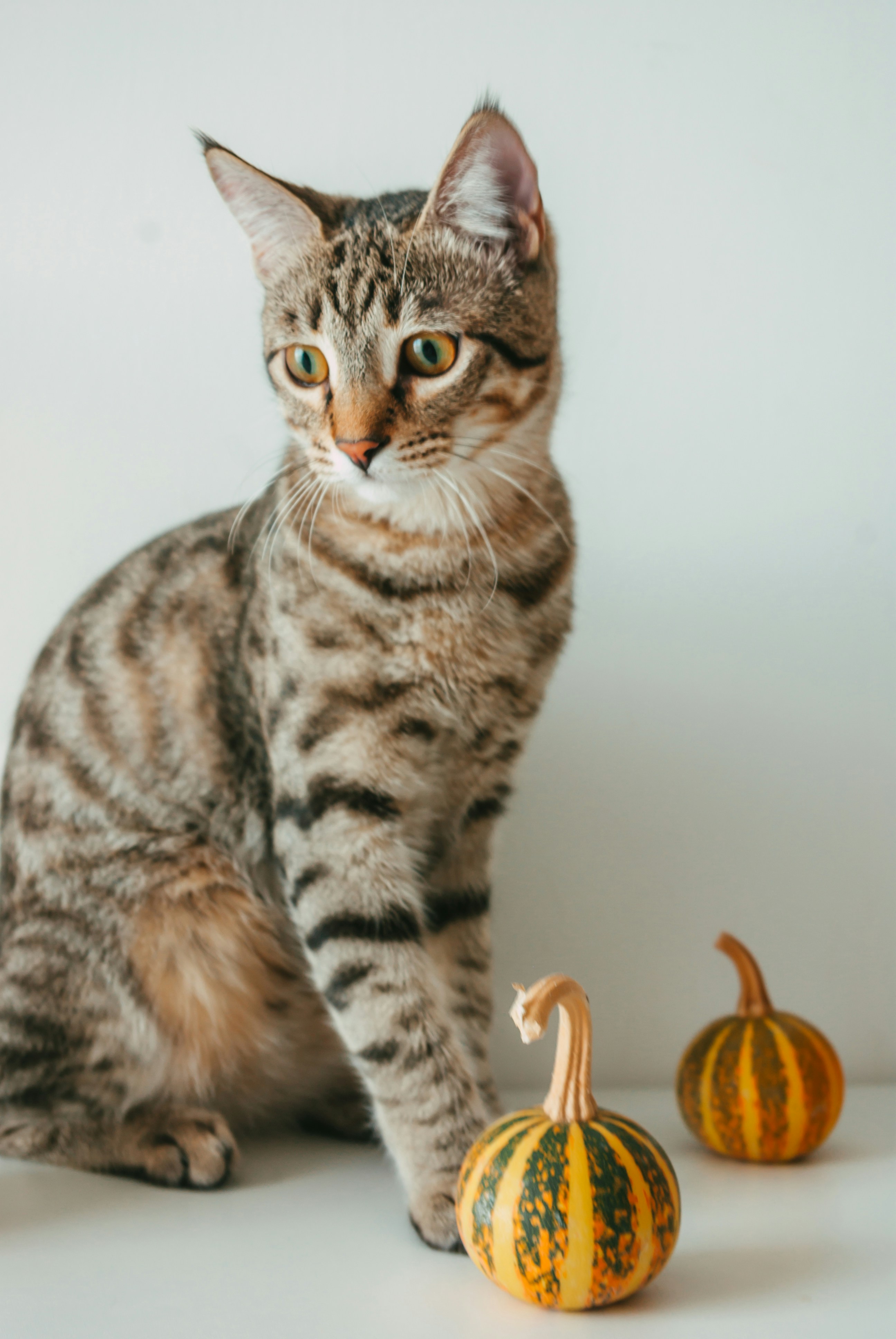 A cat sitting next to pumpkins photo – Free Animal Image on Unsplash