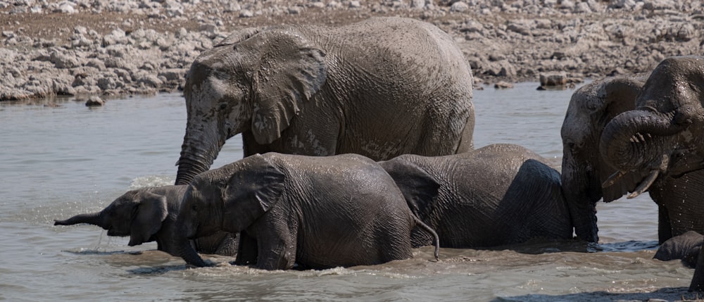 a group of elephants in a river