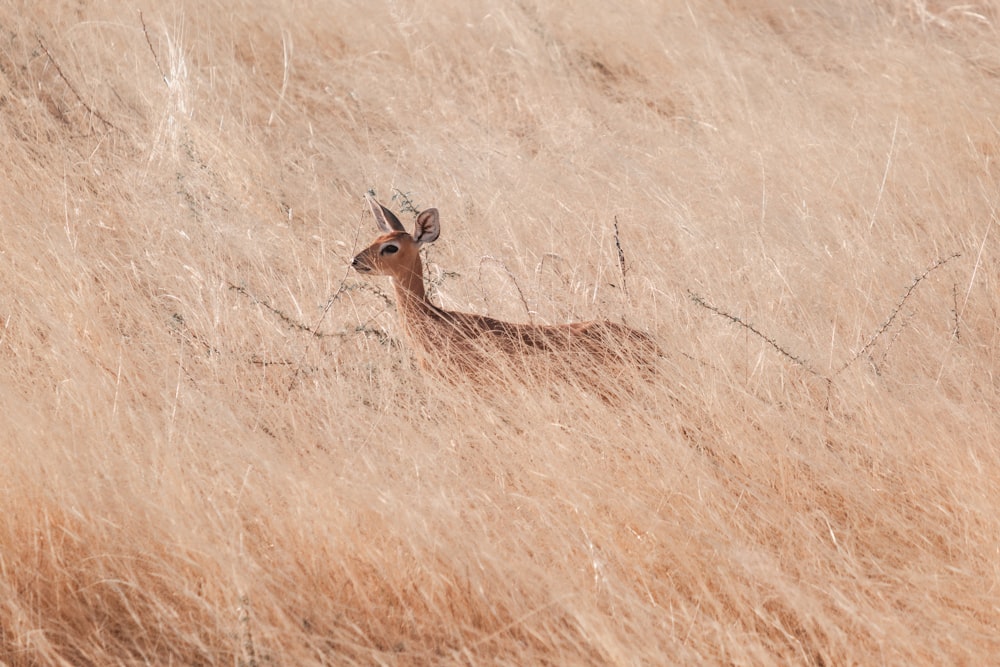 a deer lying in a field
