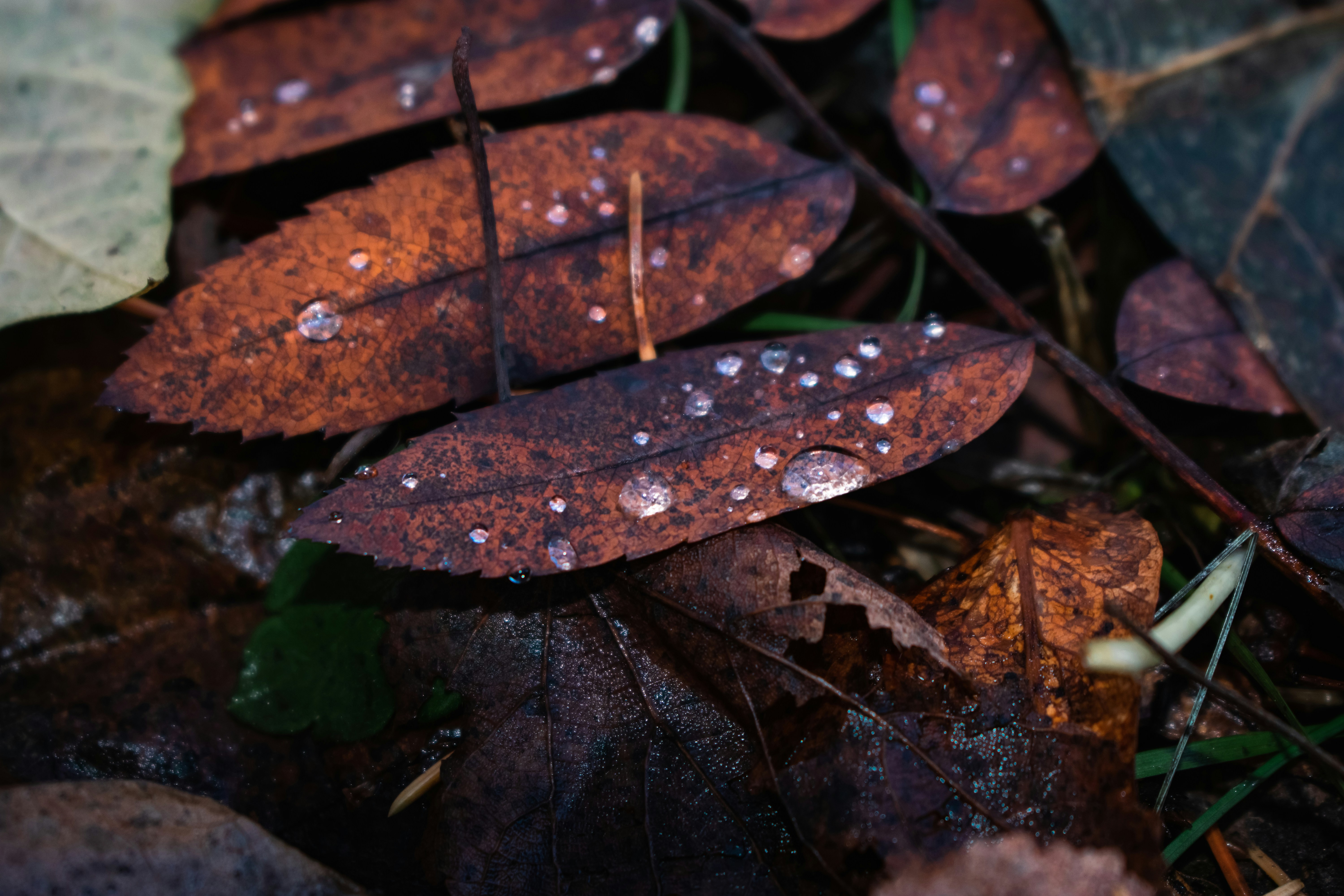 Photo by loragrach