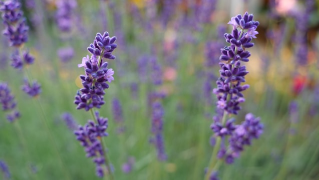 Lavender plants with vibrant purple flowers are prominently featured in the foreground, with a soft-focus background of similar flowers, creating a serene and peaceful garden atmosphere.
