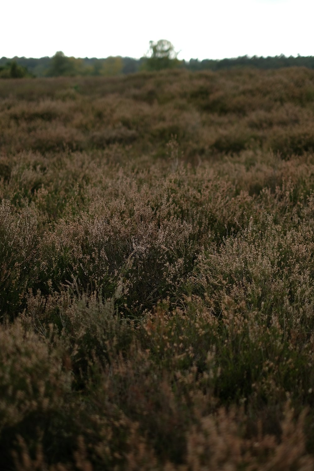 a field of plants