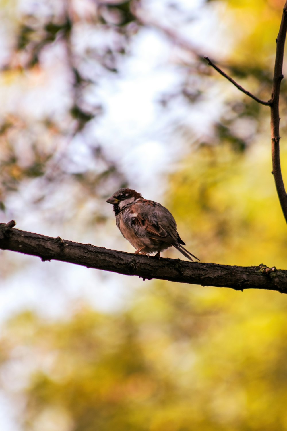 a bird on a branch