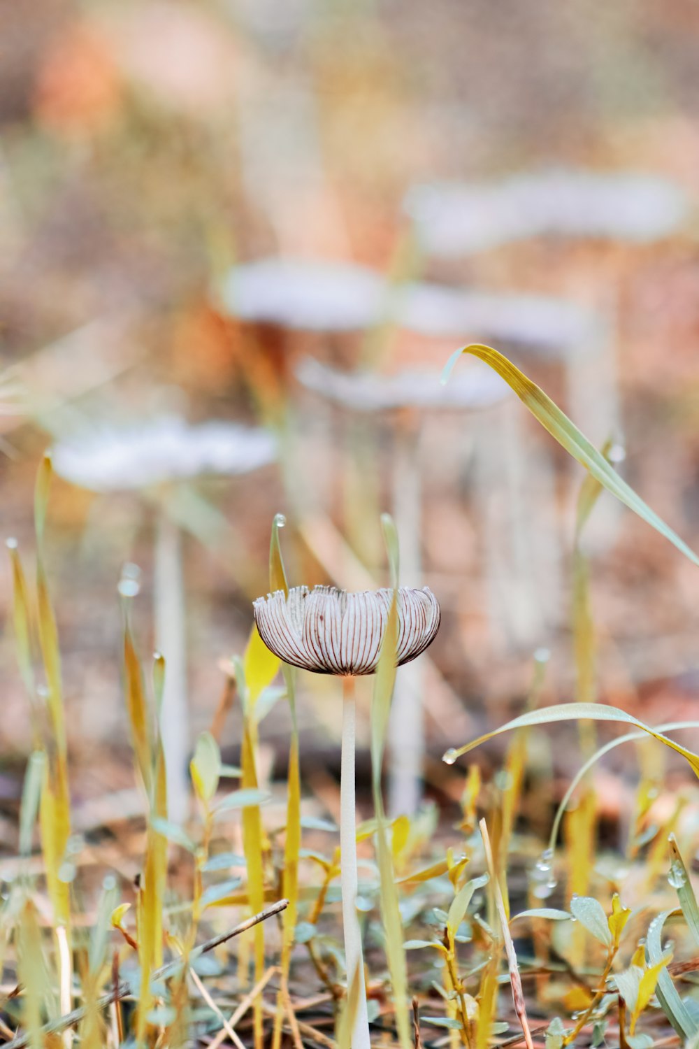 a close-up of some mushrooms