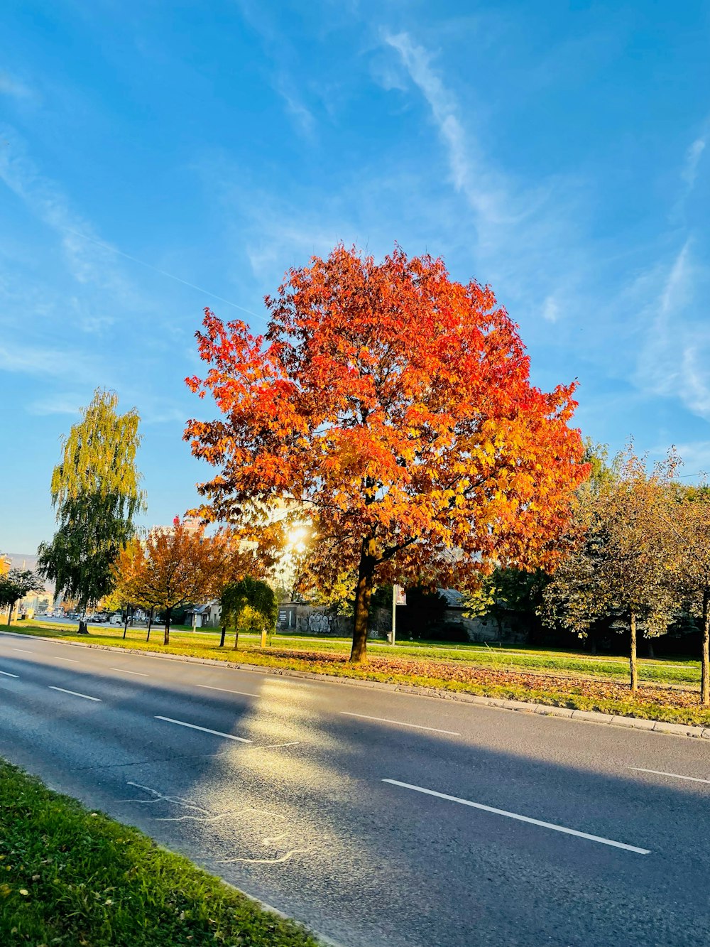 a road with trees on the side