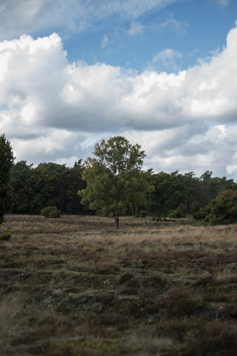 a field with trees and clouds in the sky