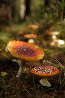 Vibrant red and orange mushrooms with white speckles grow amidst a forest setting, surrounded by green foliage and brown pine needles.