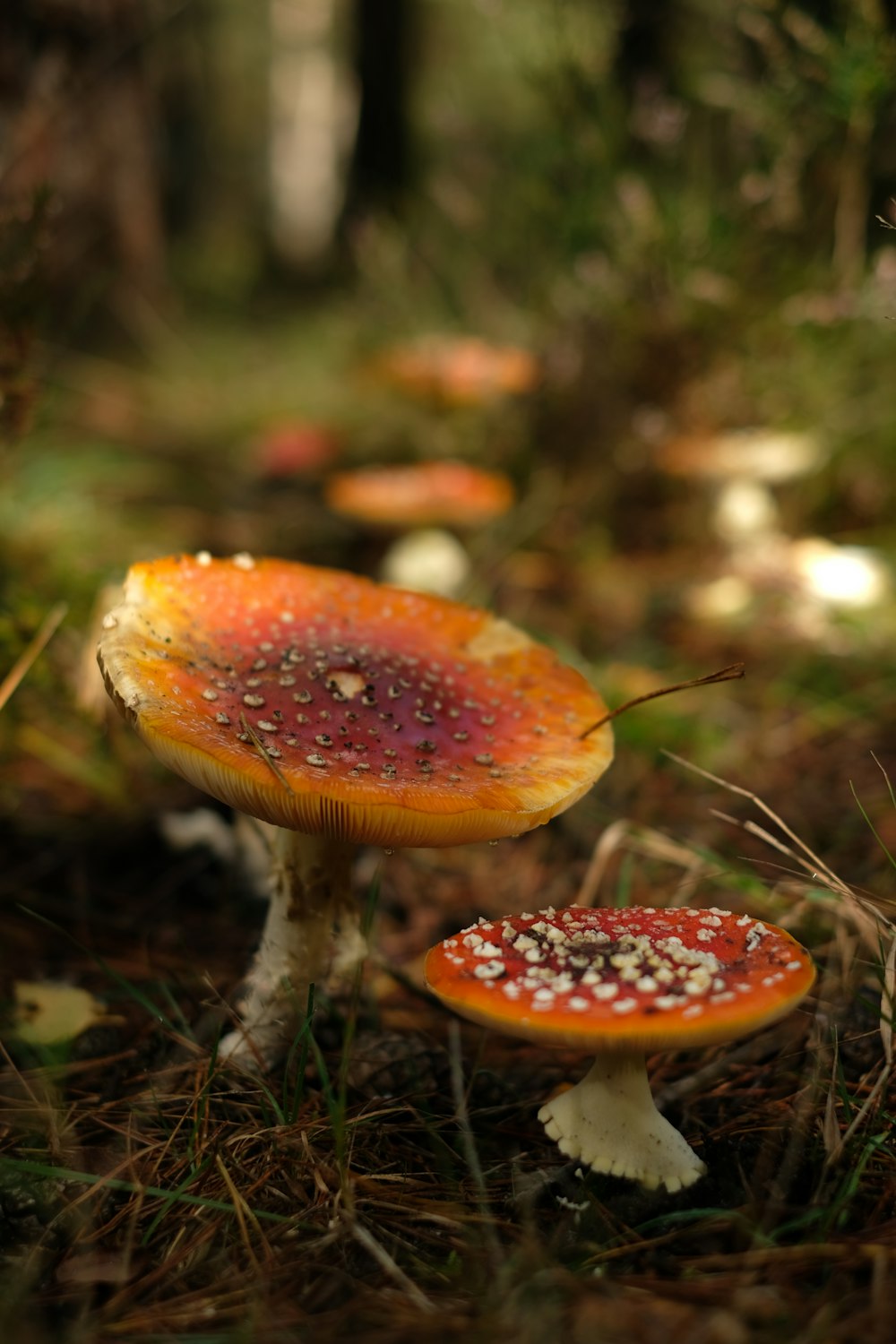 a close up of a mushroom