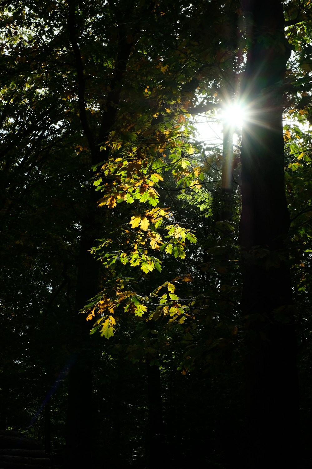 a light shining through trees