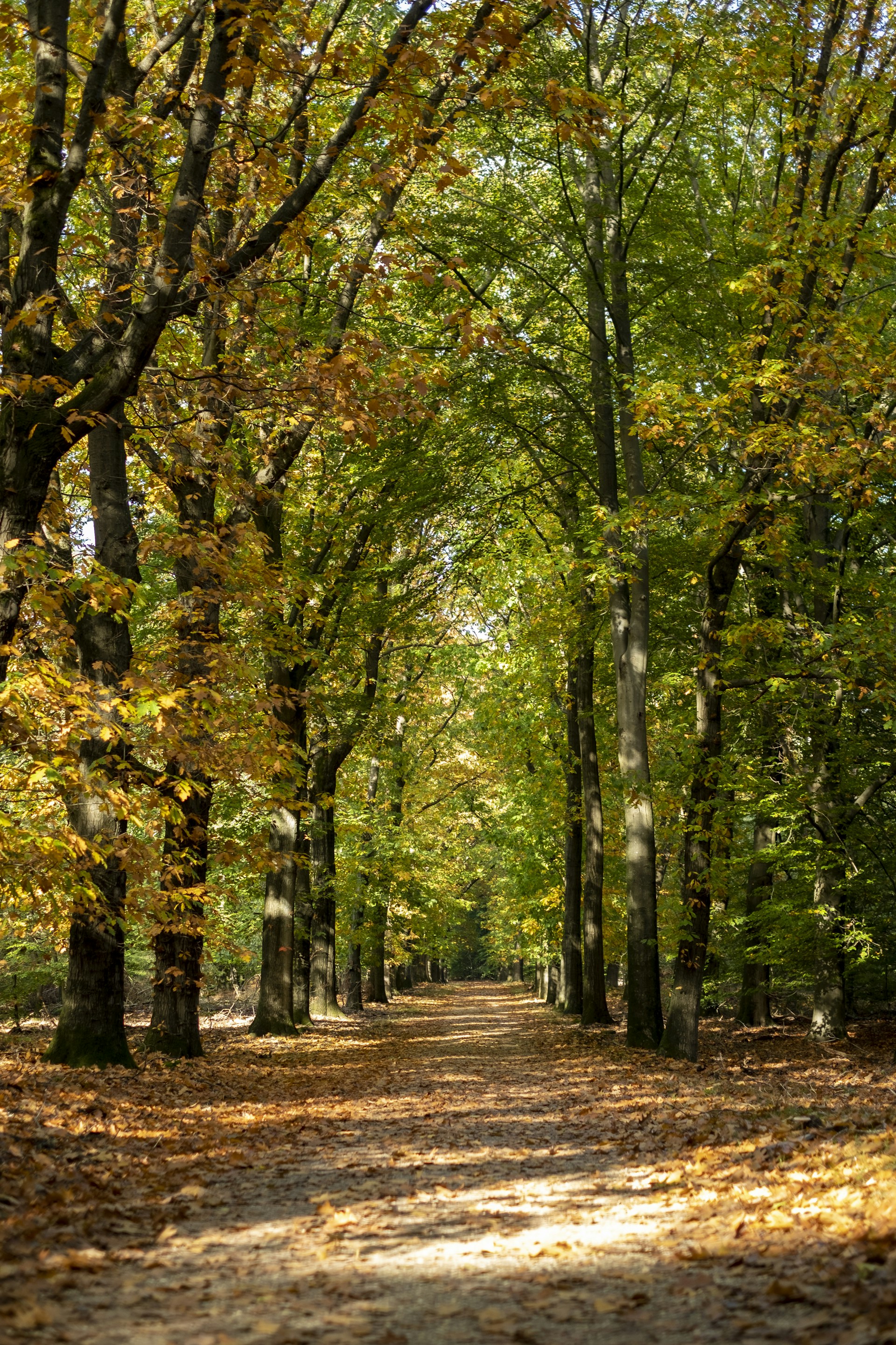 a dirt road with trees on either side of it