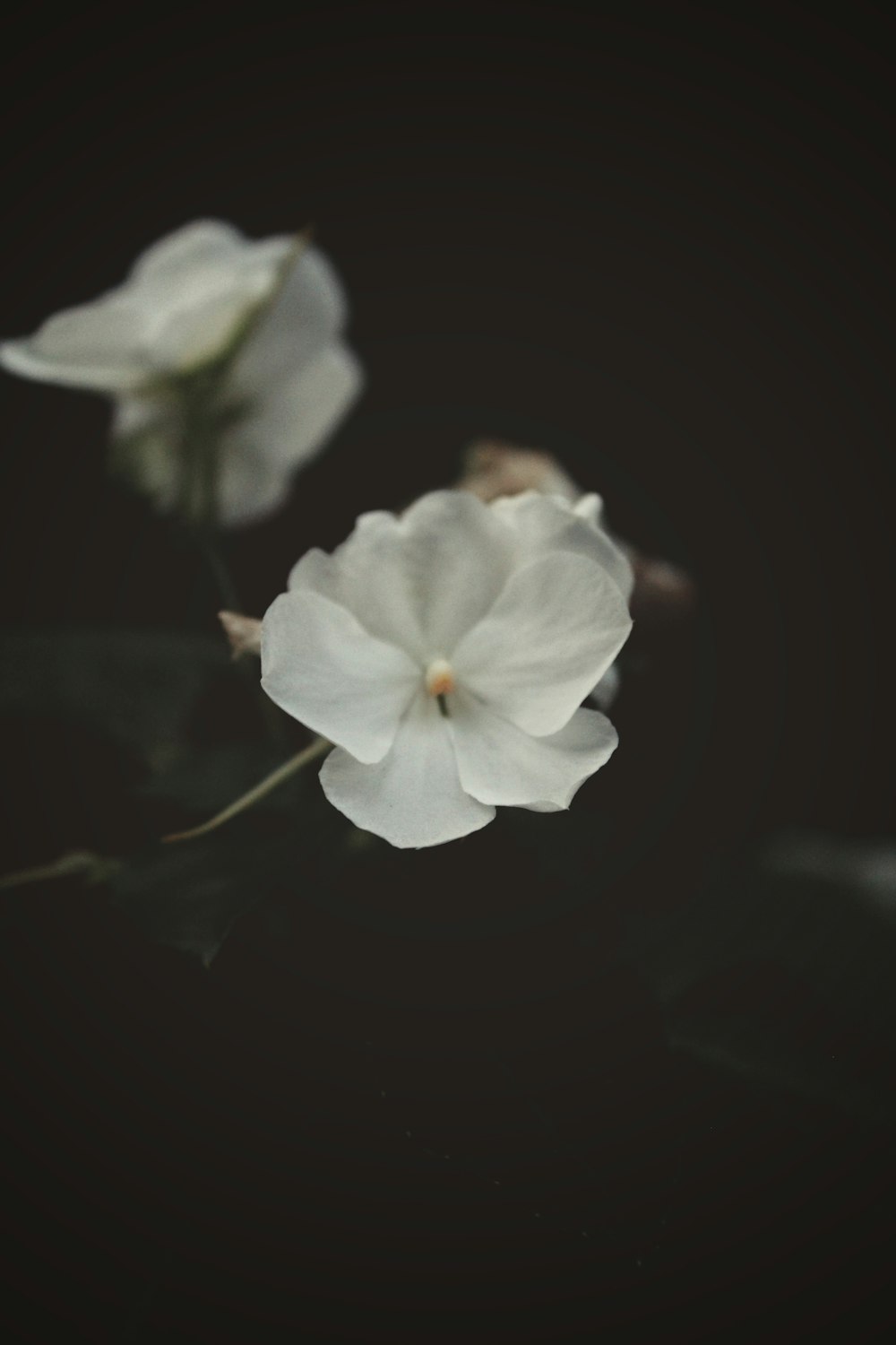 un groupe de fleurs blanches