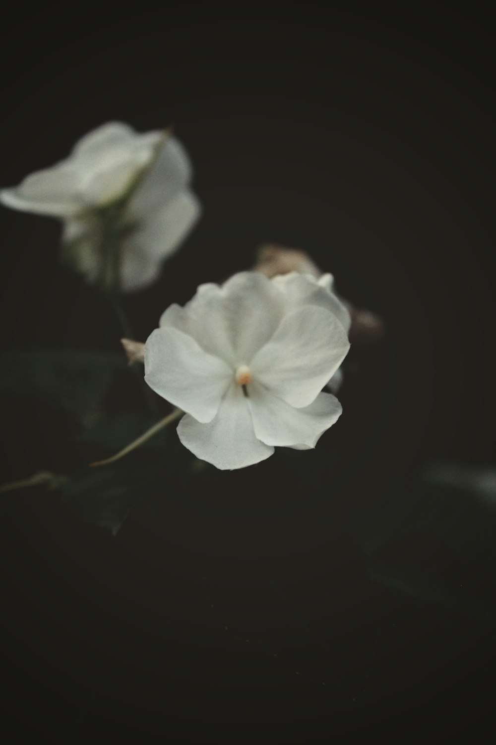 a group of white flowers