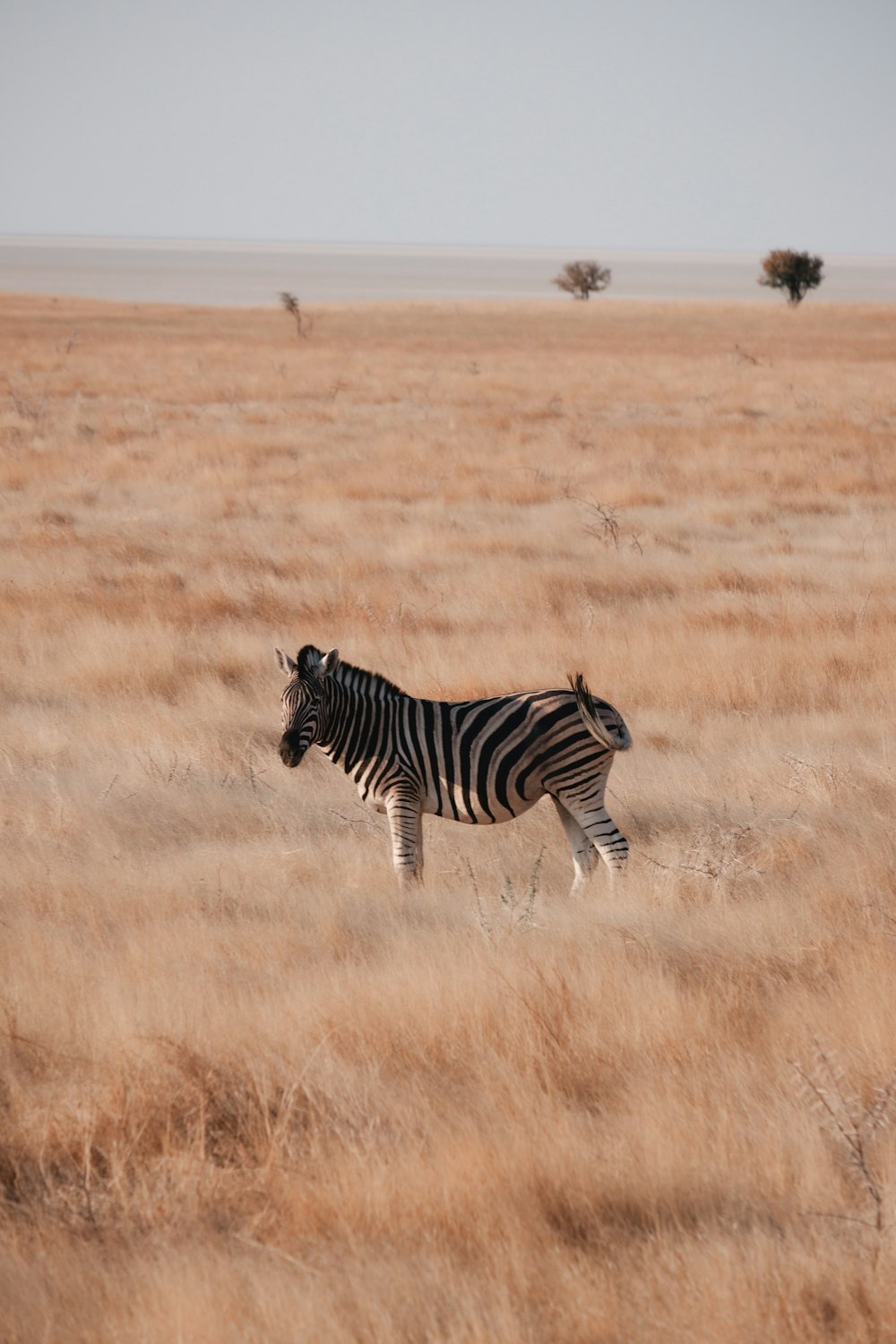a zebra walking through a field