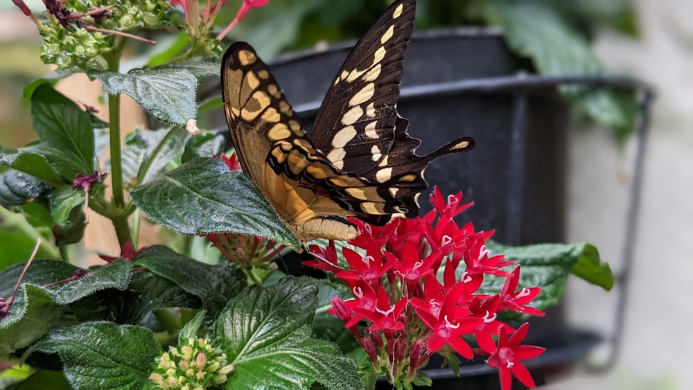 a butterfly on a flower