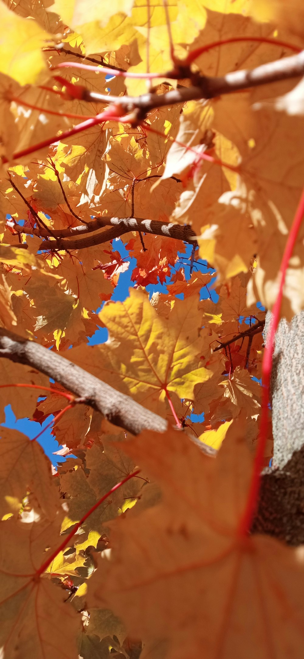 a close up of a tree branch