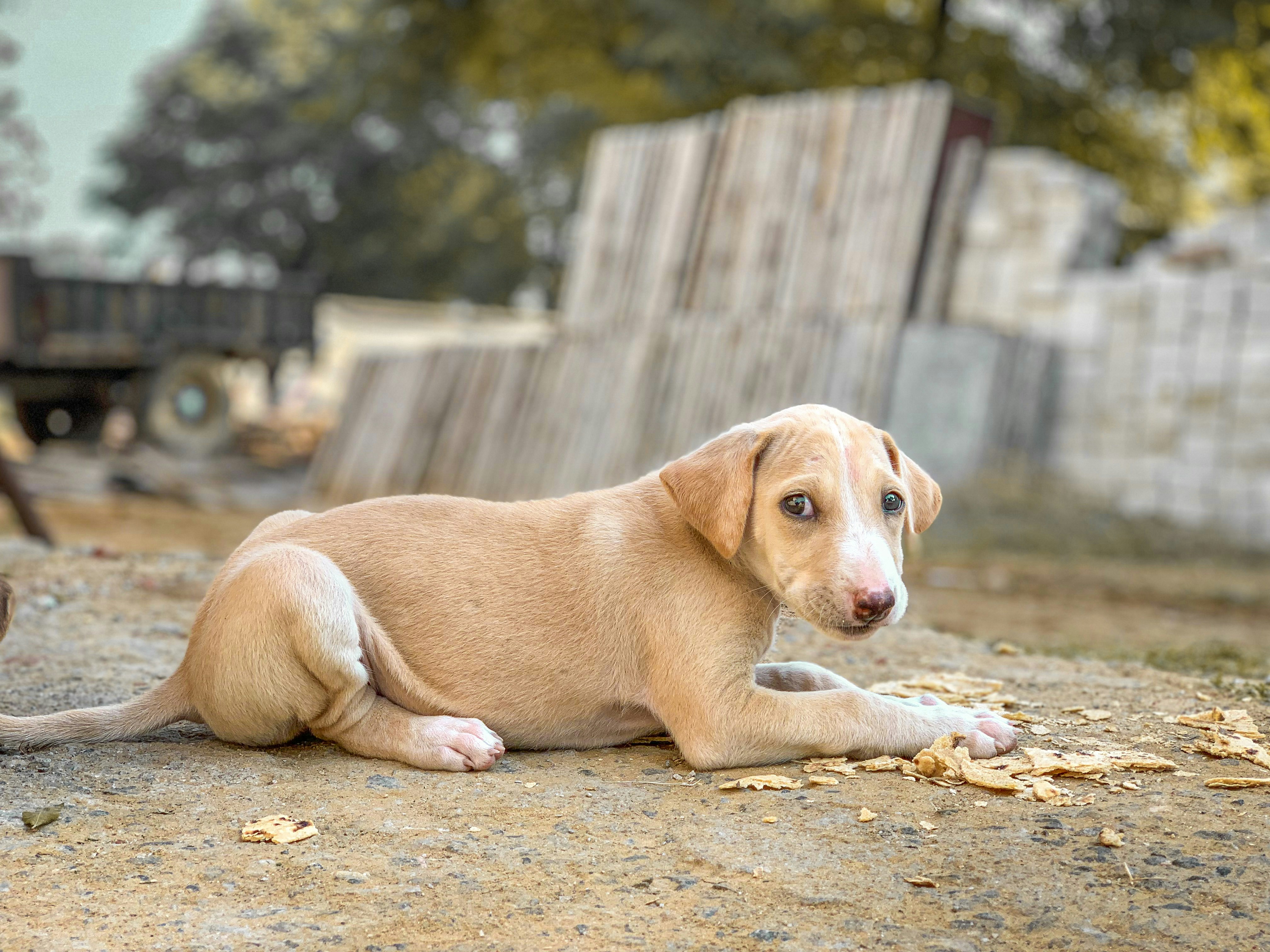 Photo by niteshsaini