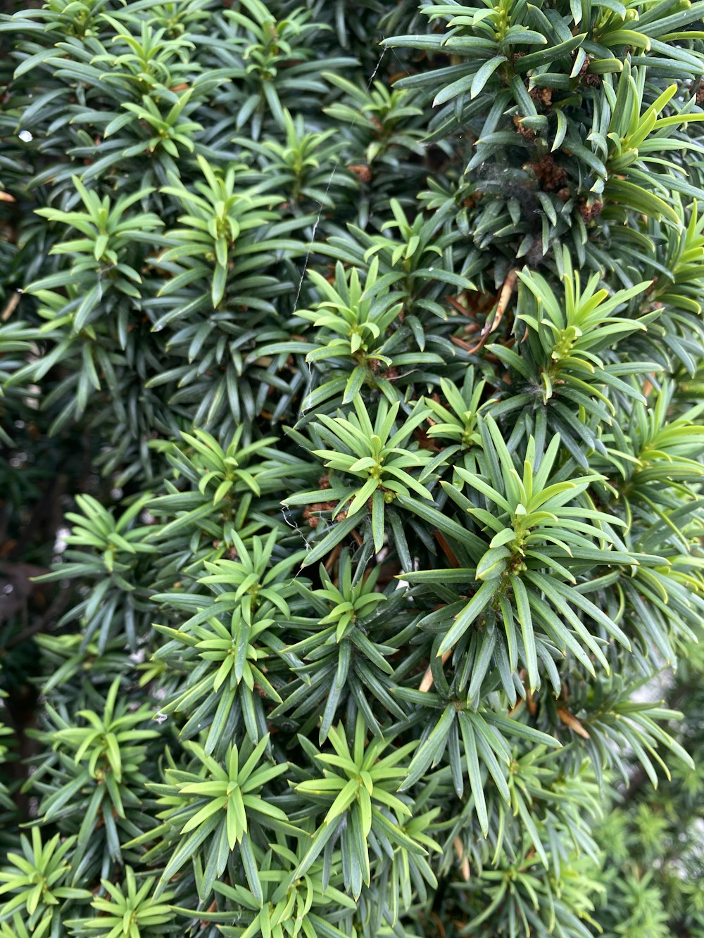 a close up of some plants
