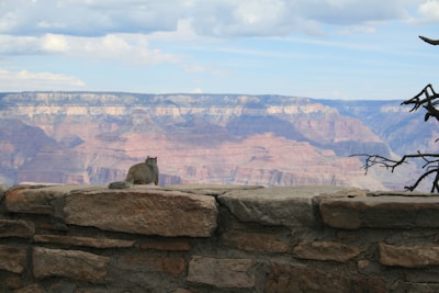 a cat sitting on a rock wall
