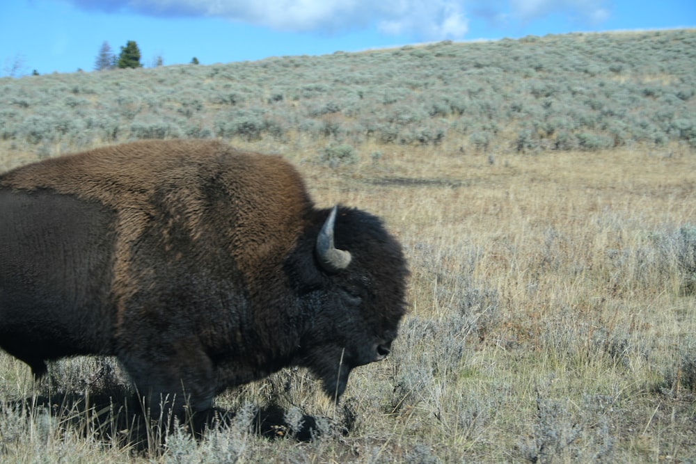 a bison in a field