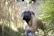 A large dog with a muscular build is standing outdoors surrounded by tall grass and bamboo-like plants. The dog has a tan coat with a black face, looking alert and attentive.